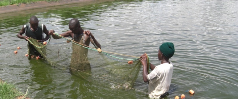 Harvesting your fish / Aquaculture 