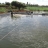 Seining in a liner pond